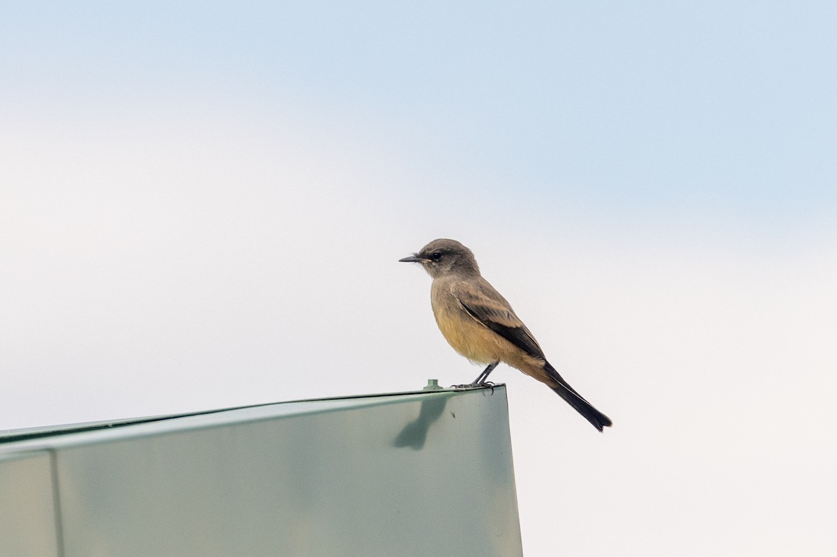 Say's Phoebe - ML621879220