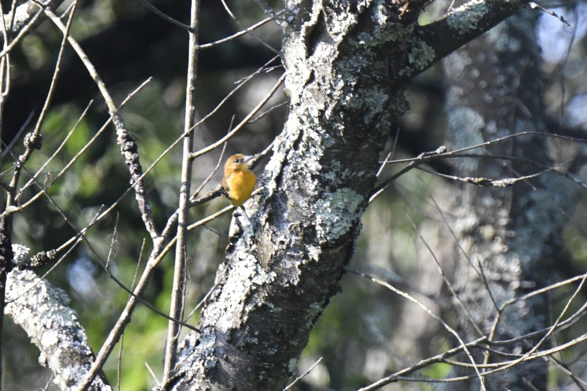 Baltimore Oriole - ML621879221