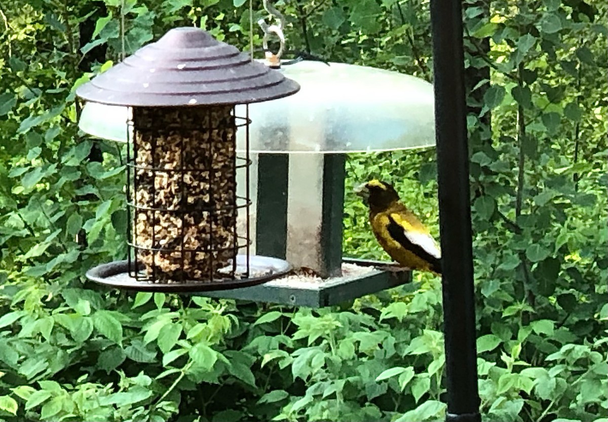 Evening Grosbeak - ML621879230