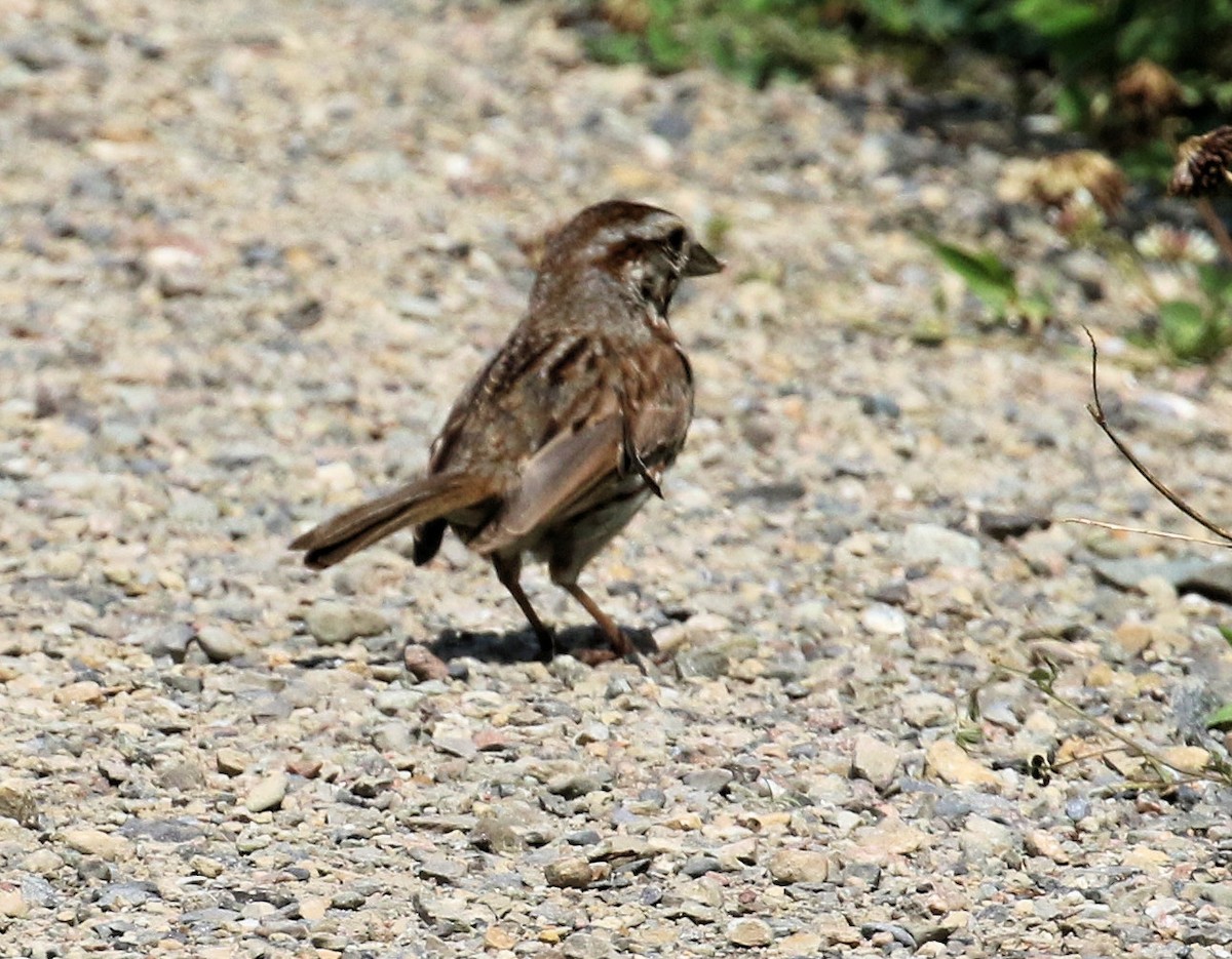 Song Sparrow - ML621879234