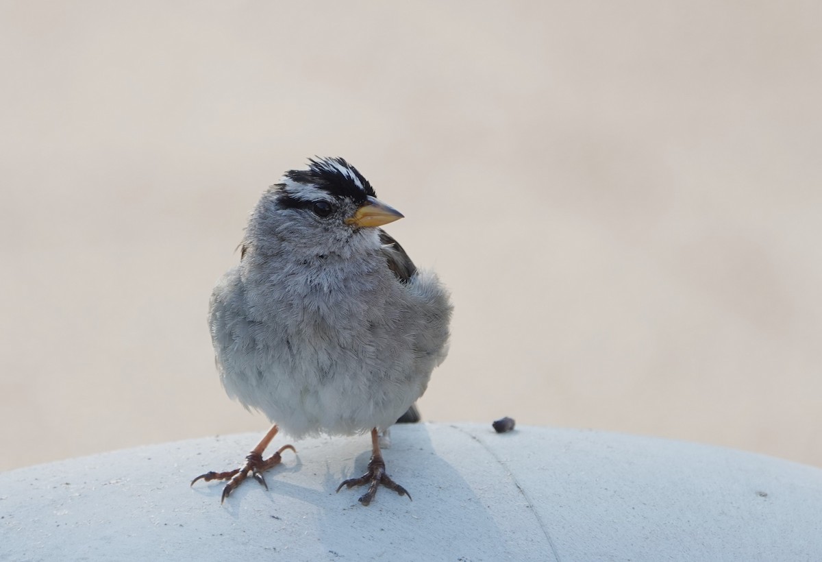 White-crowned Sparrow - ML621879281