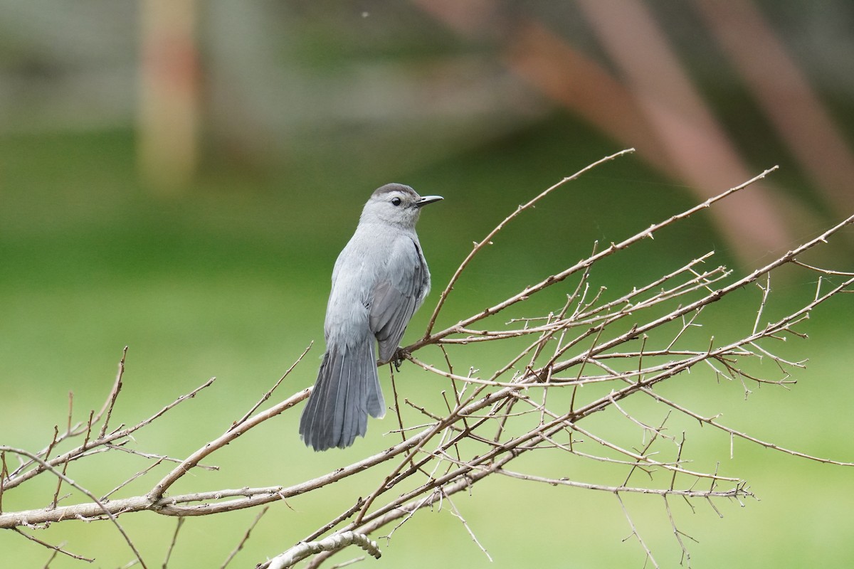 Gray Catbird - ML621879293