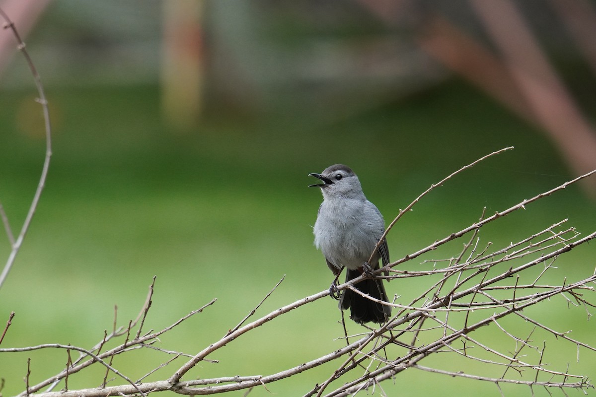 Gray Catbird - ML621879299