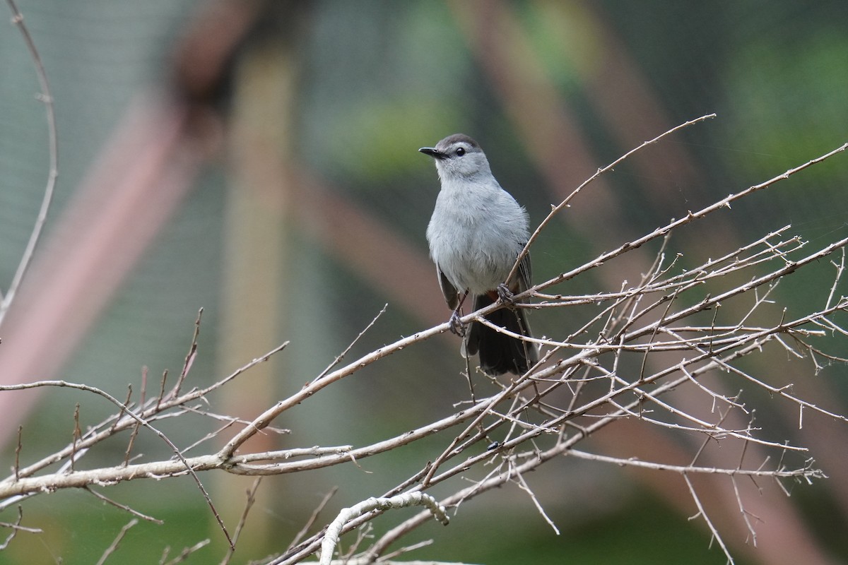 Gray Catbird - ML621879304