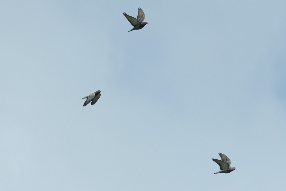 holub skalní (domácí) - ML621879308
