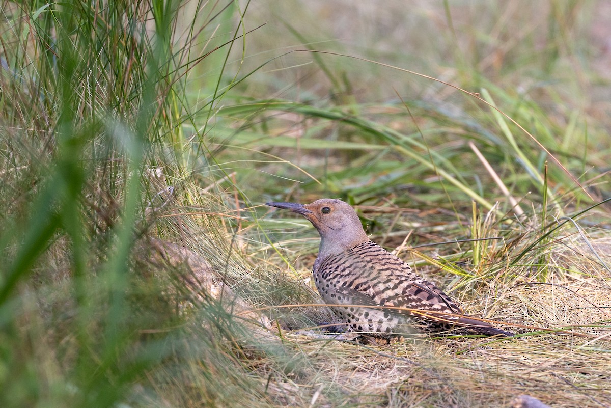 Northern Flicker - ML621879315