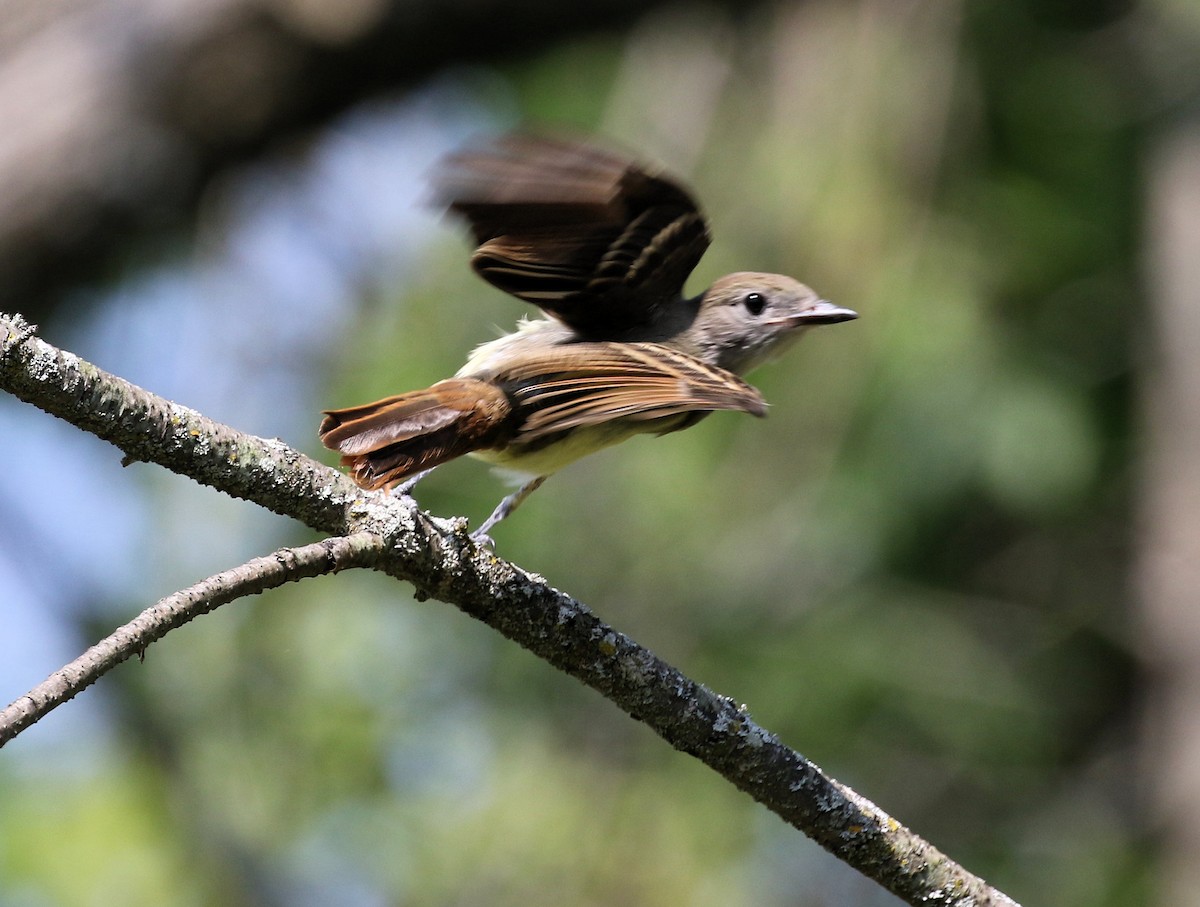 Great Crested Flycatcher - ML621879316