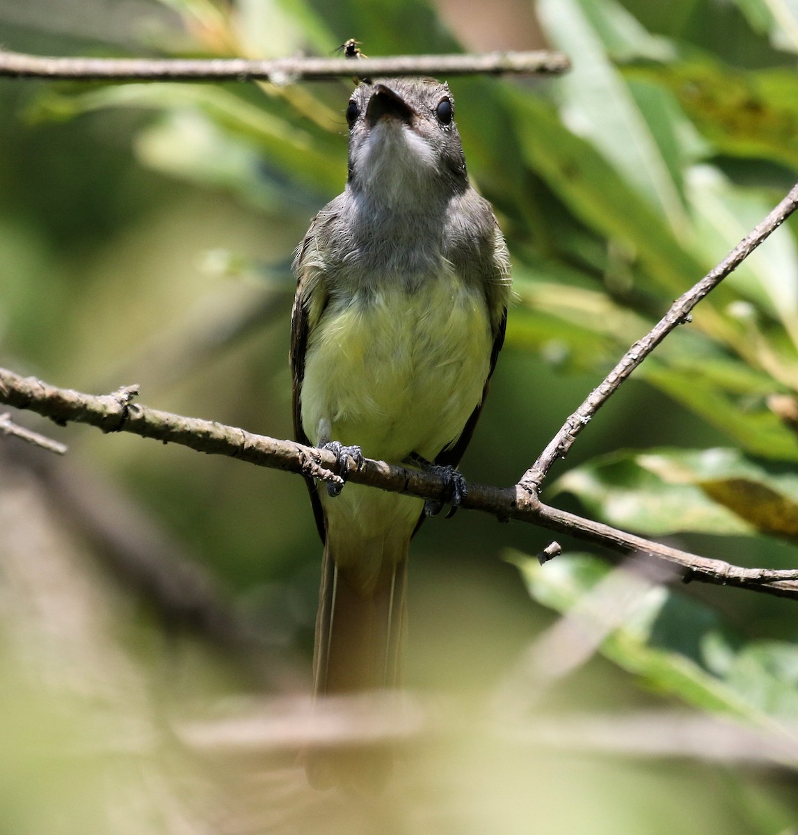 Great Crested Flycatcher - ML621879318