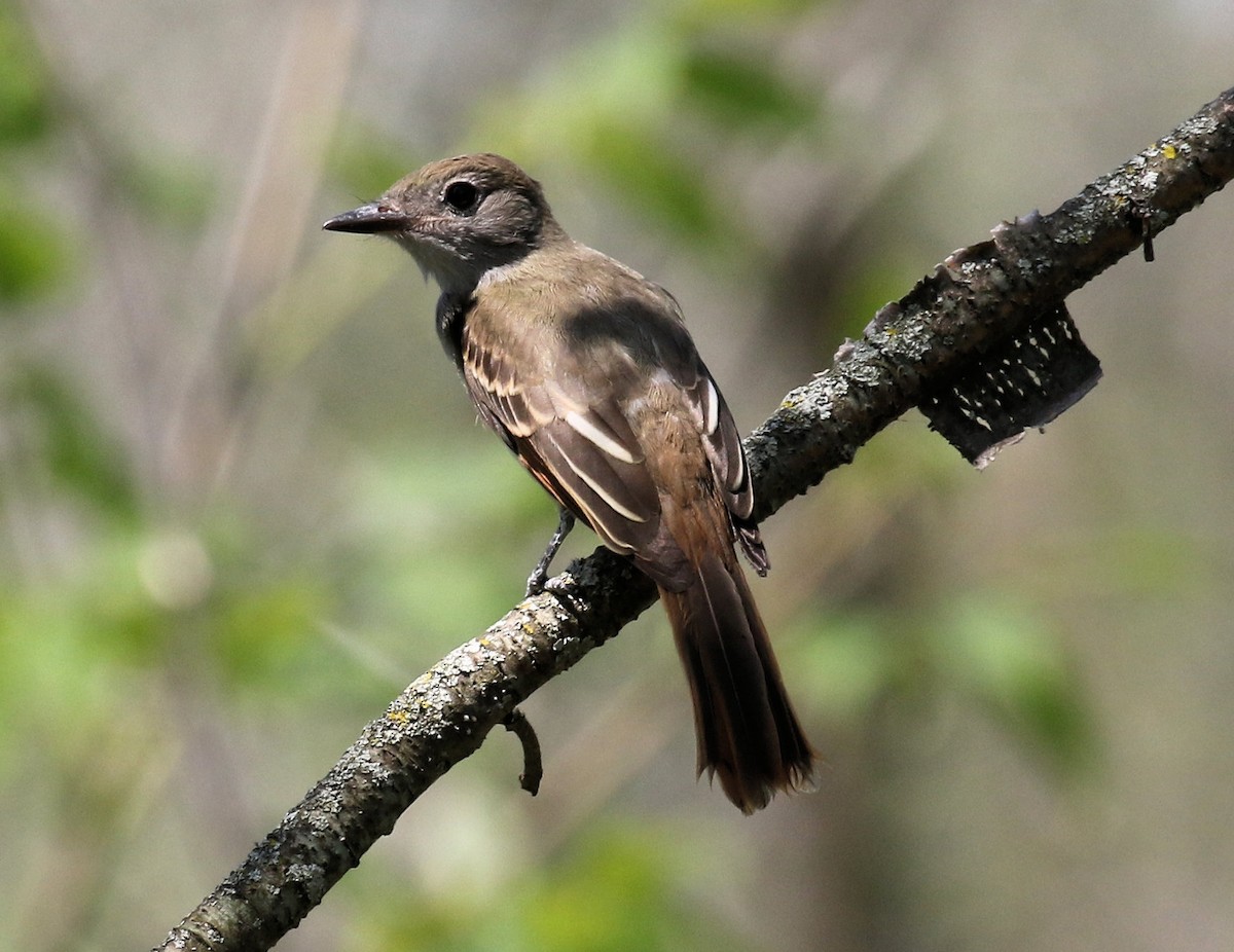 Great Crested Flycatcher - ML621879319