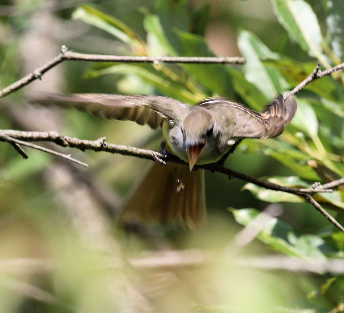 Great Crested Flycatcher - ML621879321