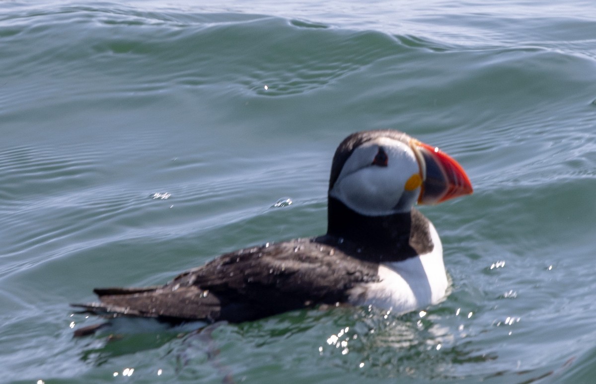 Atlantic Puffin - ML621879331