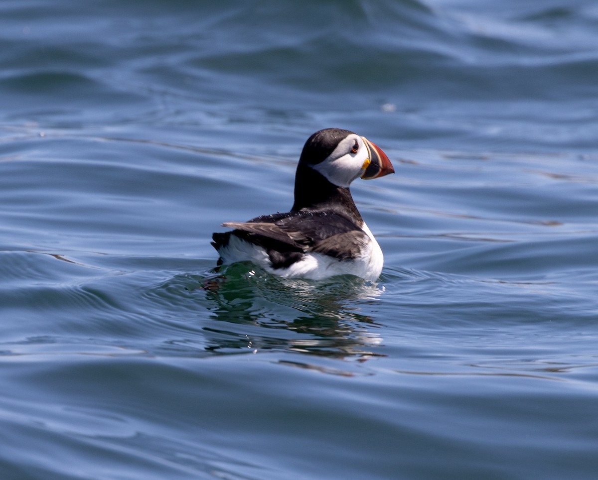 Atlantic Puffin - ML621879332