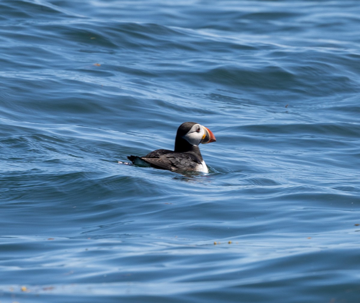 Atlantic Puffin - ML621879333