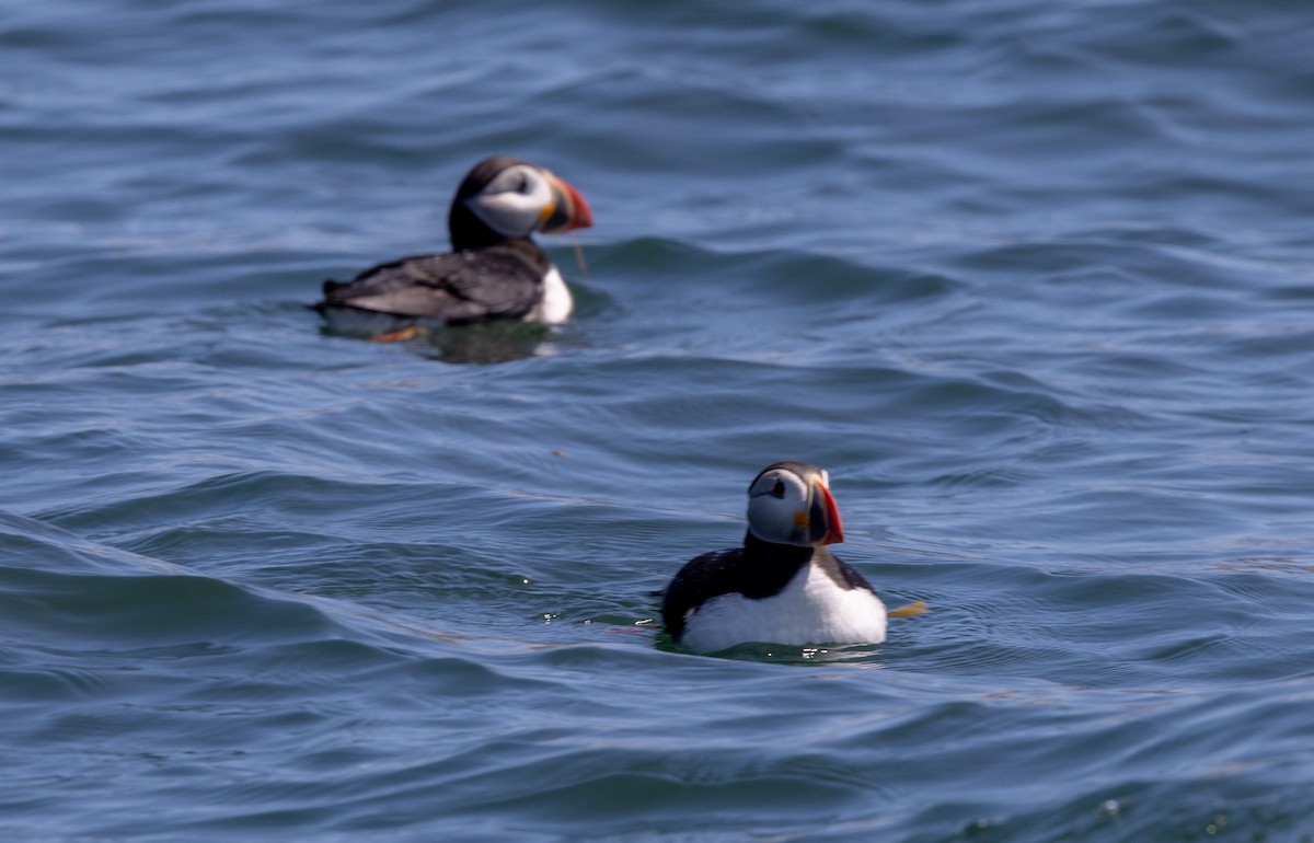 Atlantic Puffin - ML621879335