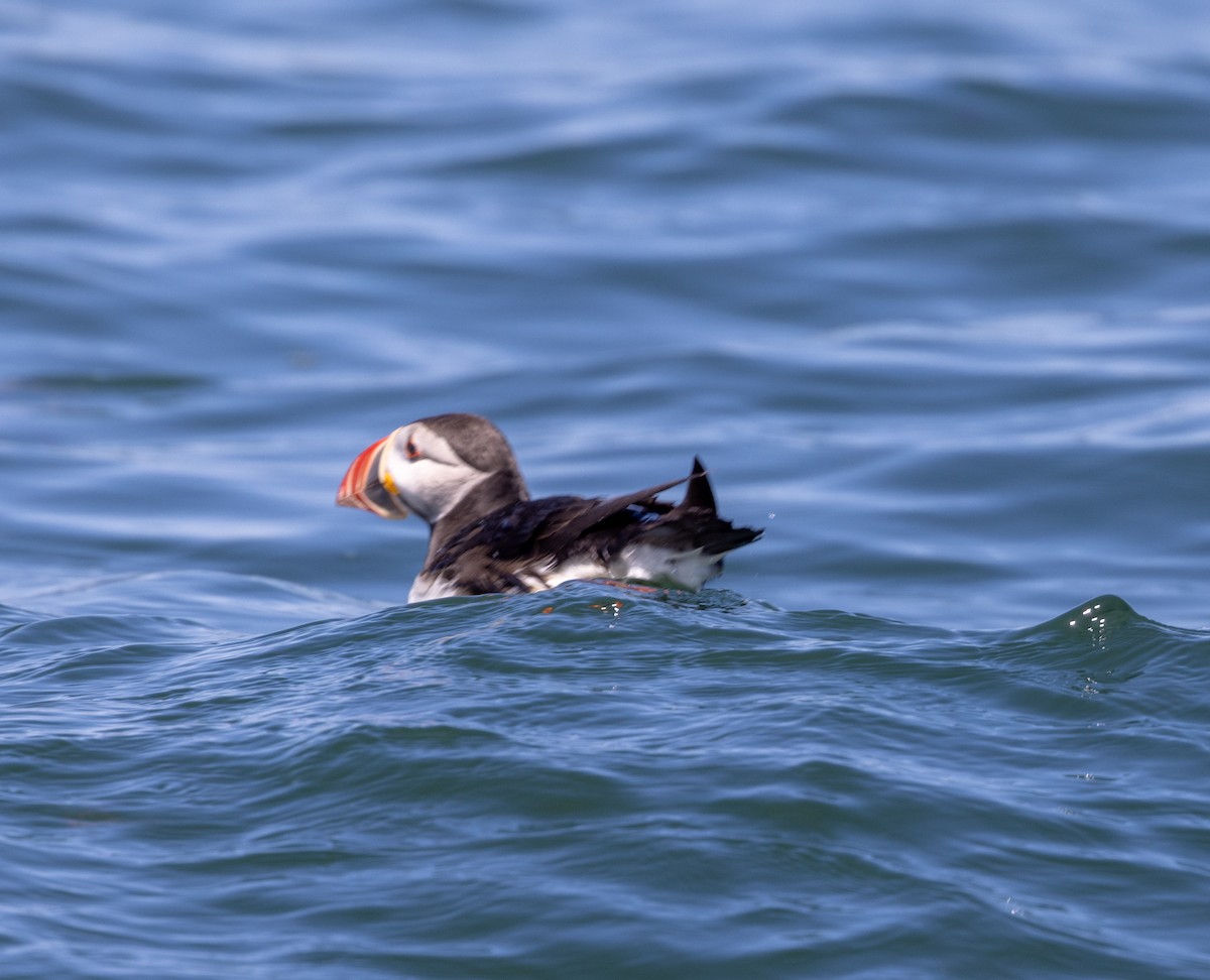 Atlantic Puffin - ML621879341