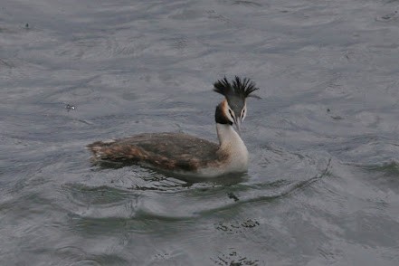 Great Crested Grebe - ML621879386