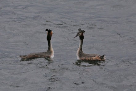 Great Crested Grebe - Kevin Sarsfield