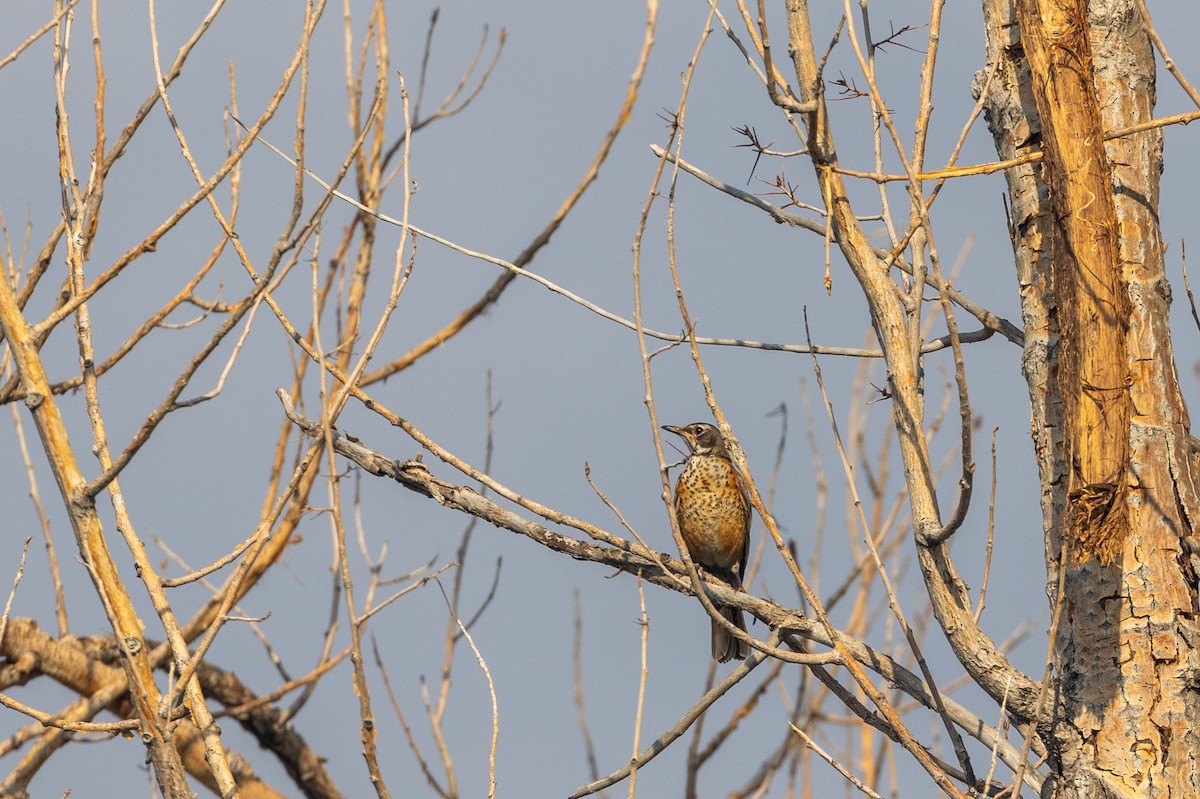 American Robin - ML621879400