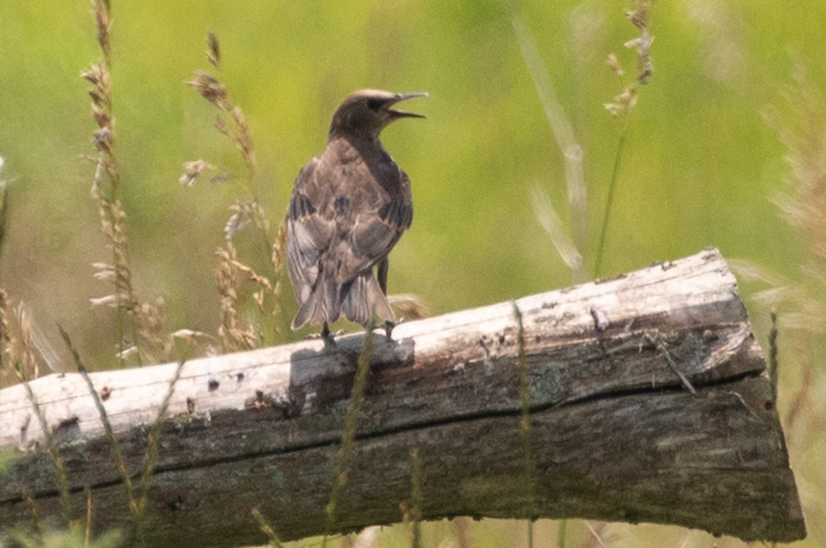 European Starling - ML621879406