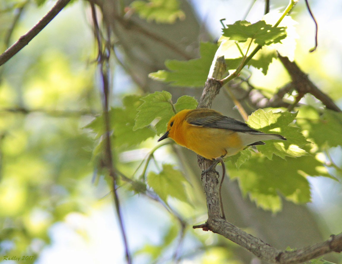 Prothonotary Warbler - Nina Radley