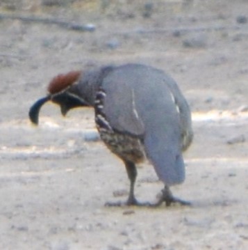 Gambel's Quail - ML621879411