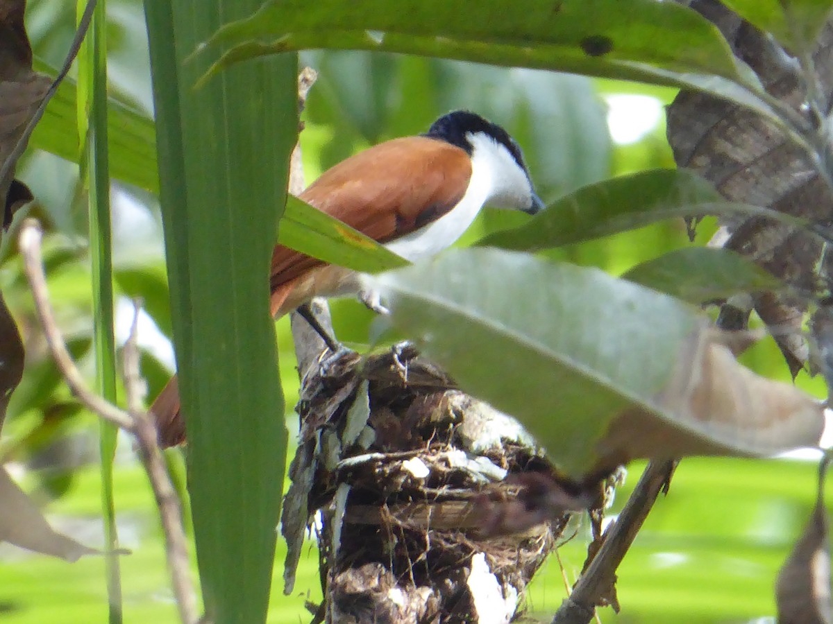 Shining Flycatcher - ML621879415