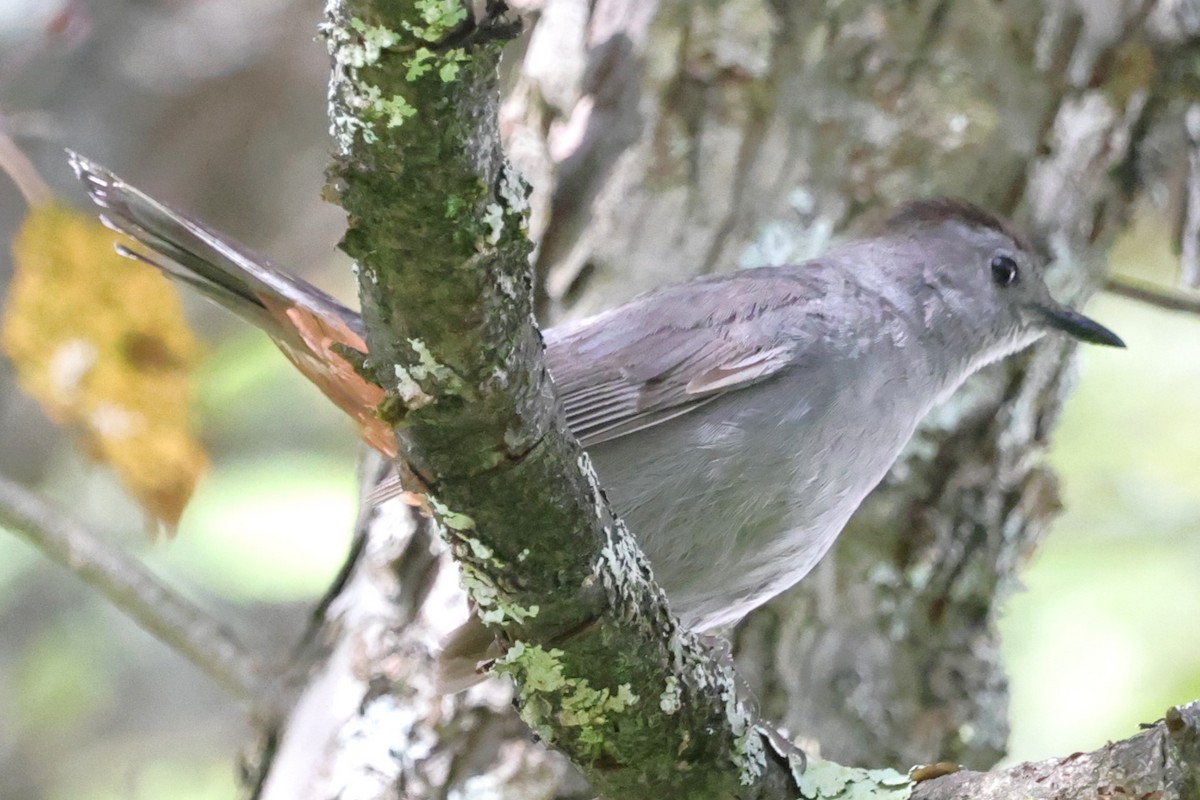 Gray Catbird - ML621879431