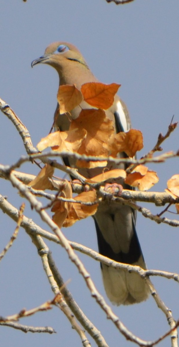 White-winged Dove - ML621879434