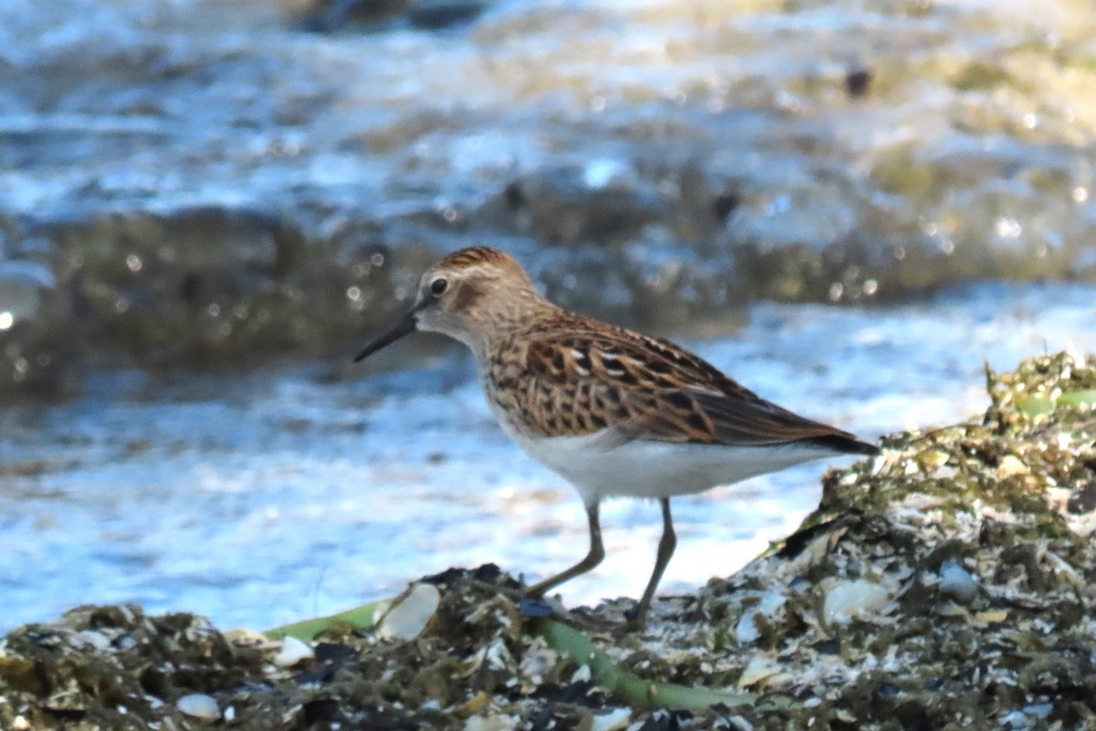 Least Sandpiper - Rachel Lewis