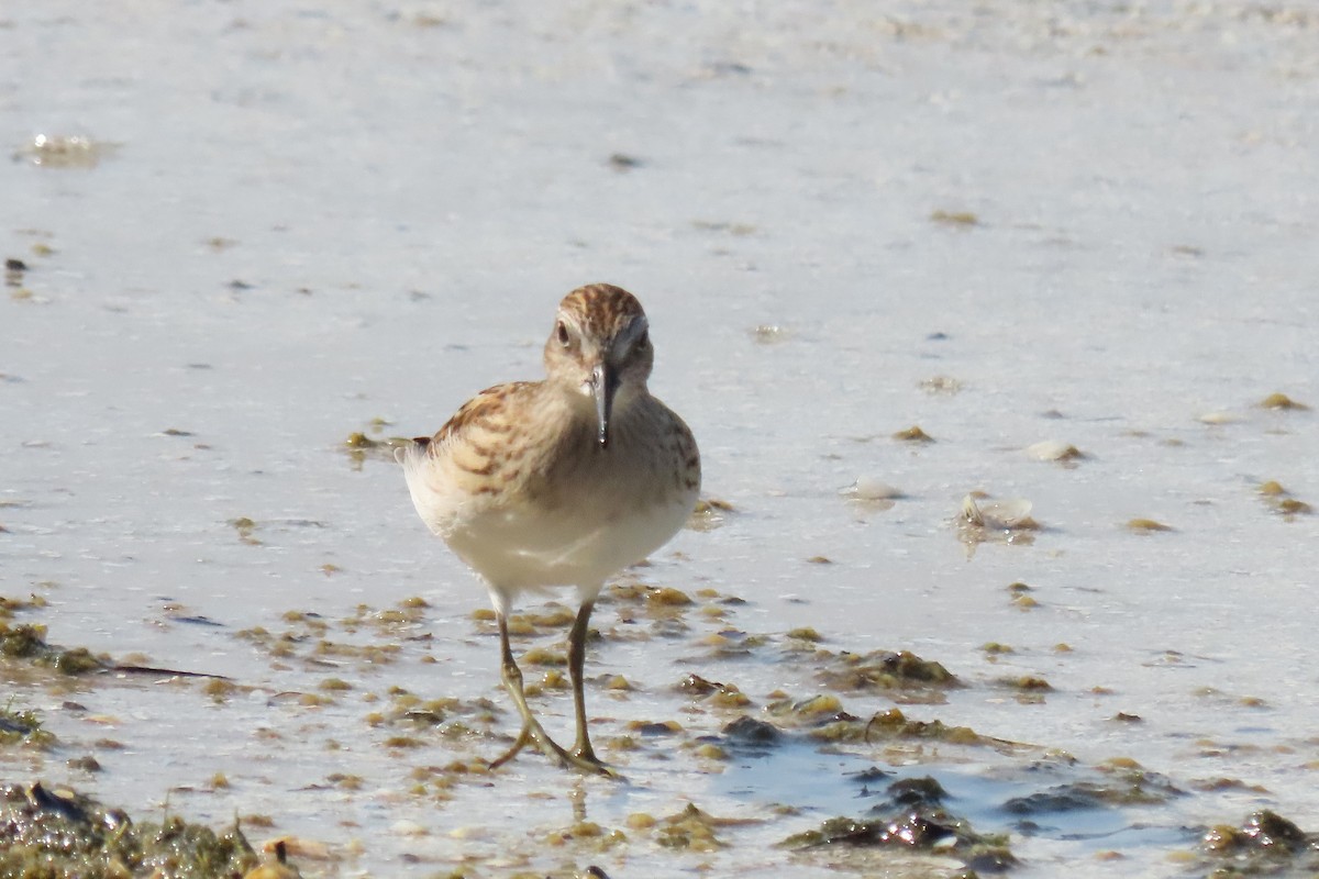 Least Sandpiper - ML621879450