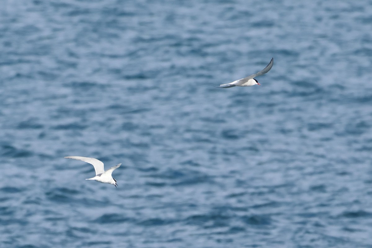 Antarctic Tern (South Georgia) - ML621879478