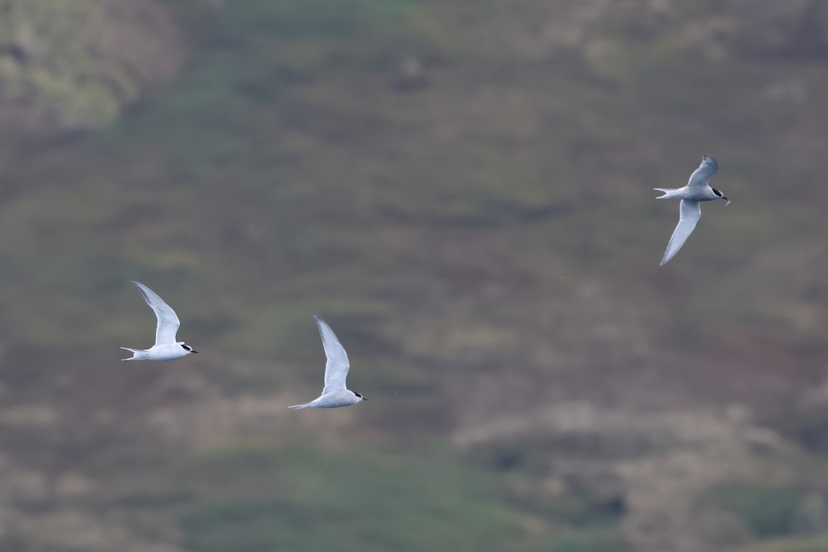 Antarctic Tern (South Georgia) - ML621879479