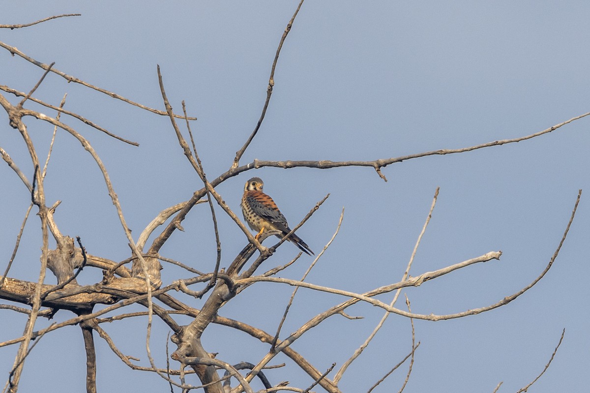 American Kestrel - ML621879498