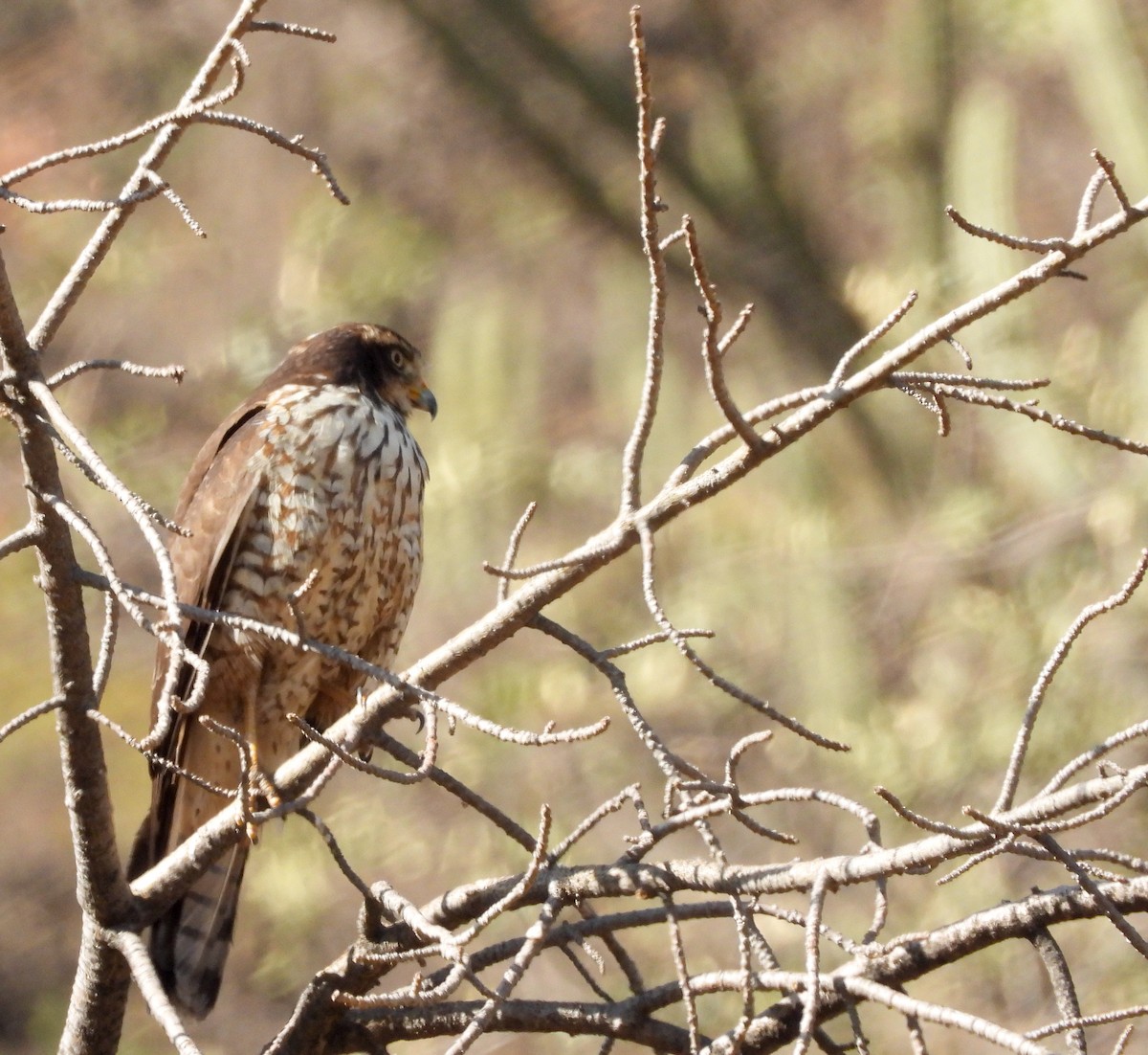Roadside Hawk - ML621879500