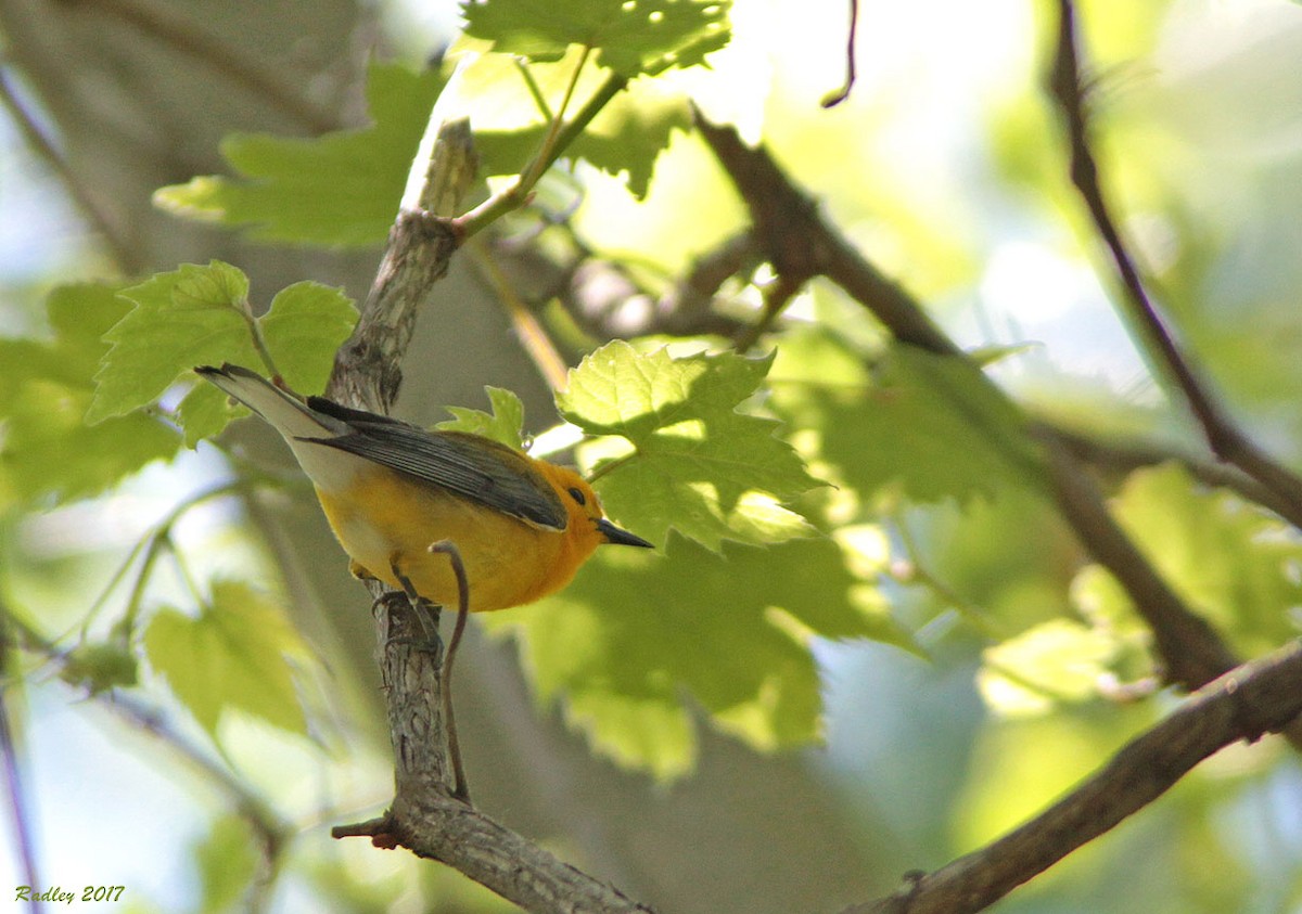 Prothonotary Warbler - Nina Radley