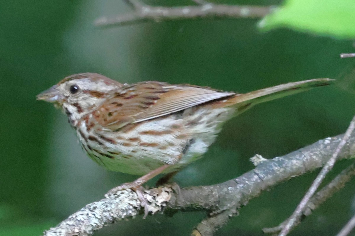 Song Sparrow - ML621879515