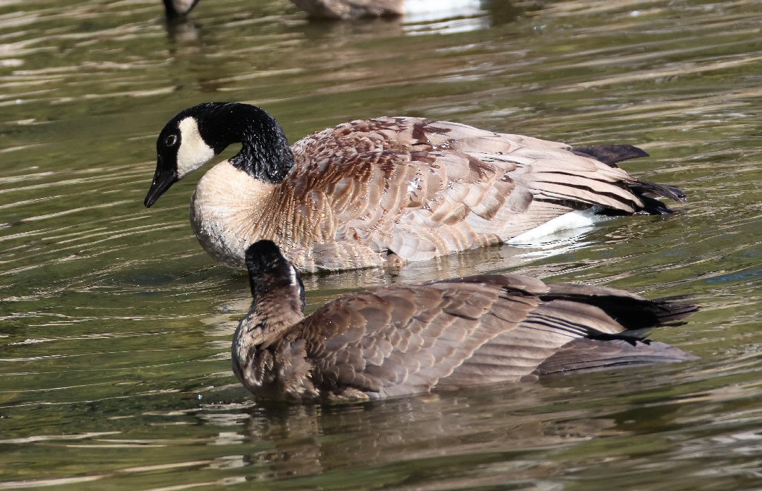 Canada Goose - ML621879524