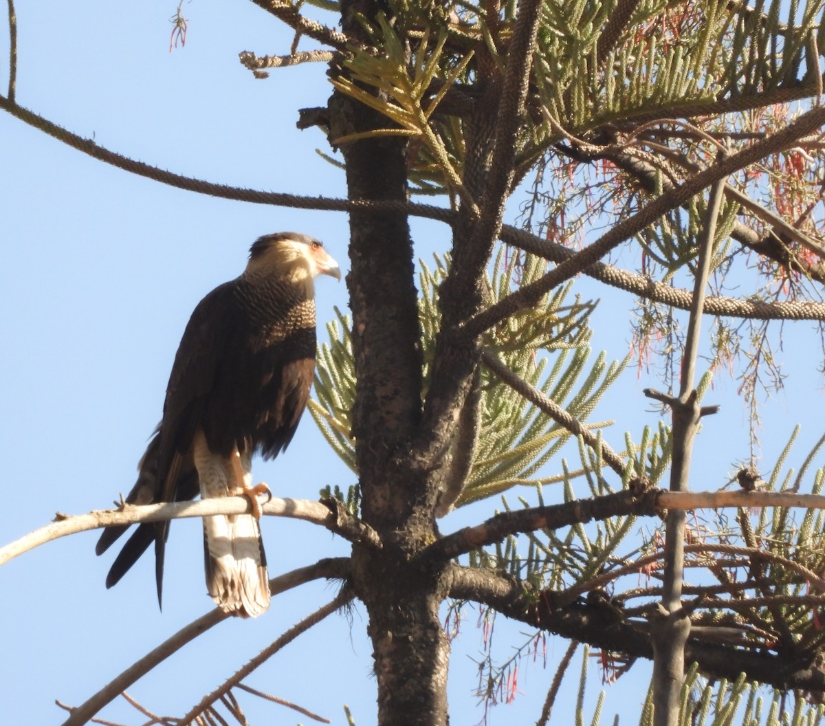 Crested Caracara - ML621879527
