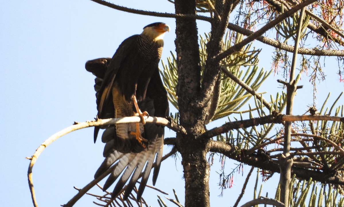 Crested Caracara - ML621879528