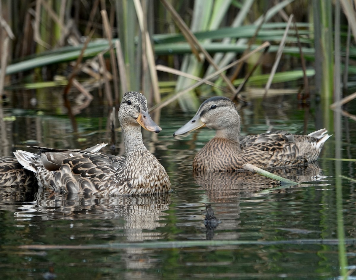 Mallard - ML621879536