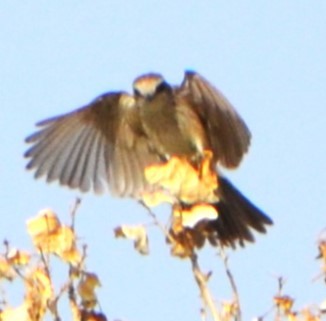 Cooper's Hawk - ML621879537