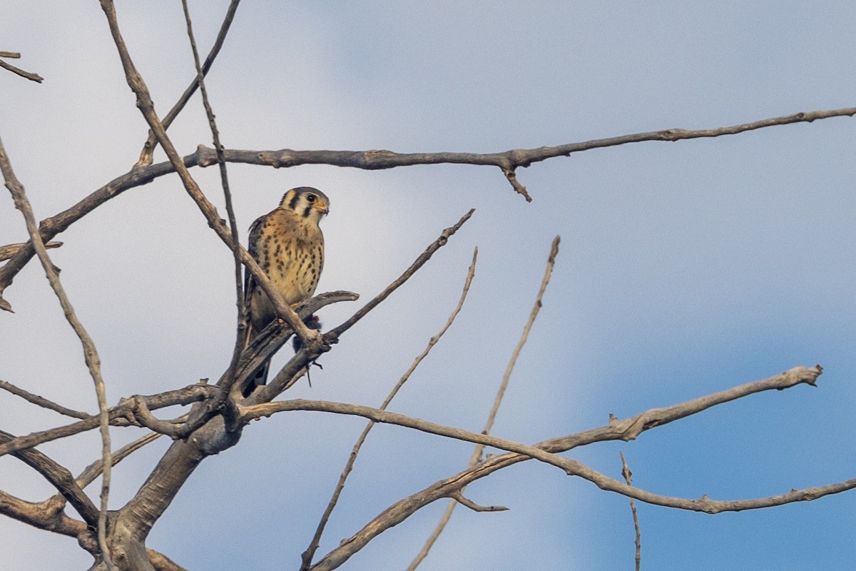 American Kestrel - ML621879542