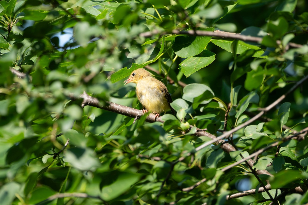 Common Yellowthroat - ML621879544