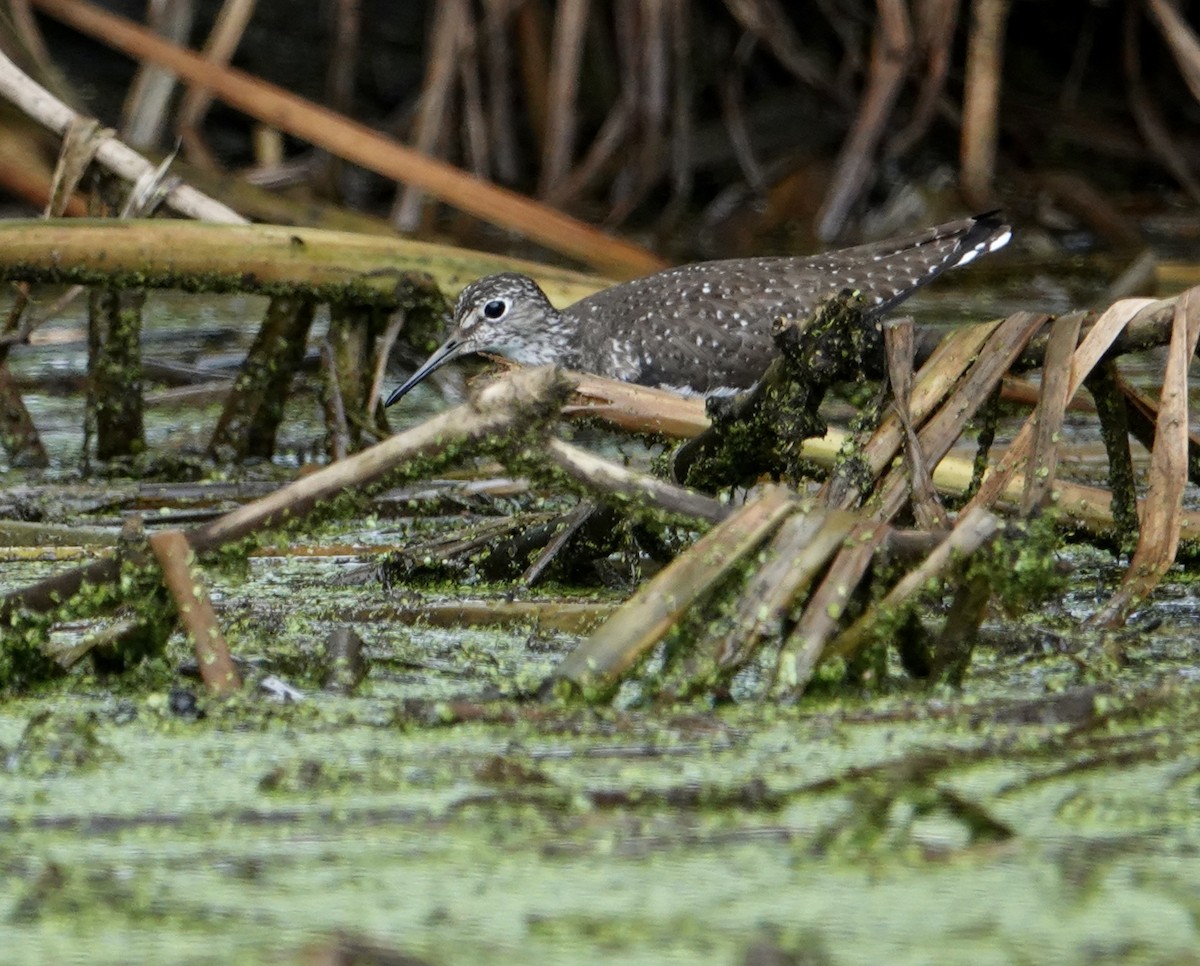 Solitary Sandpiper - ML621879548