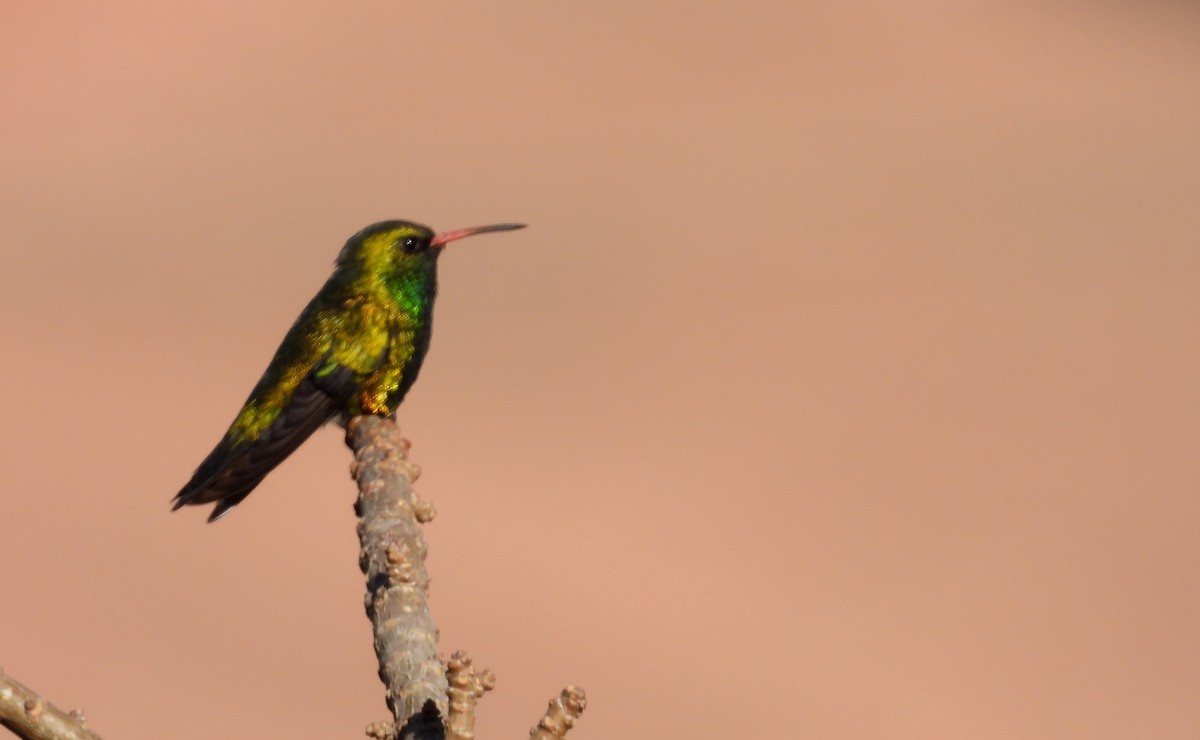 Glittering-bellied Emerald - VICTOR HUGO Achá Garcia