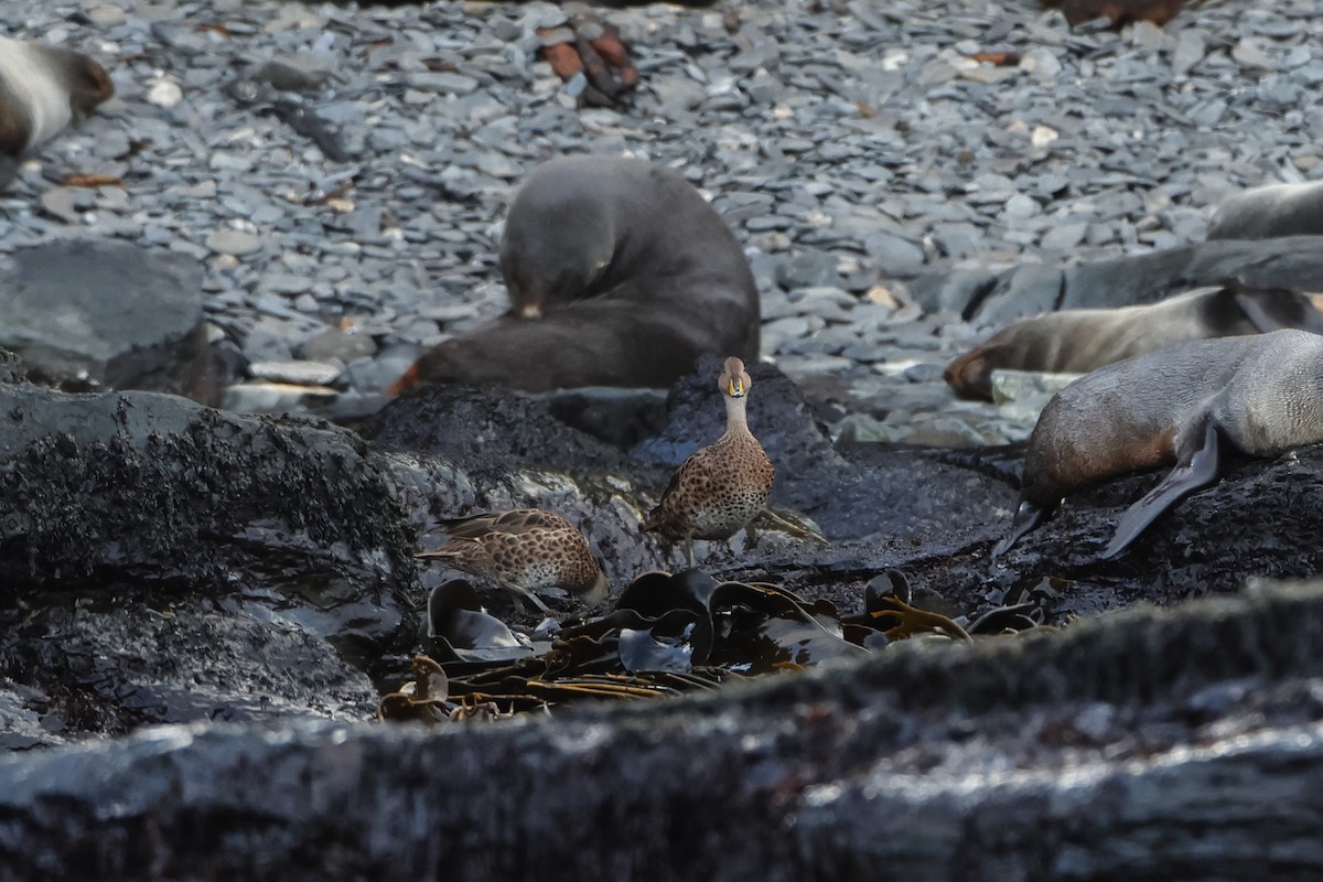 Yellow-billed Pintail (South Georgia) - ML621879554