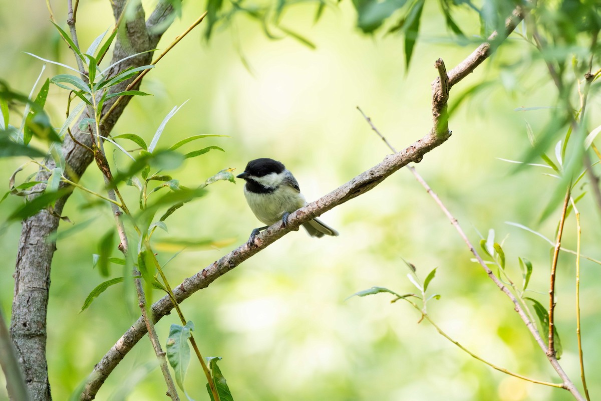 Black-capped Chickadee - ML621879557