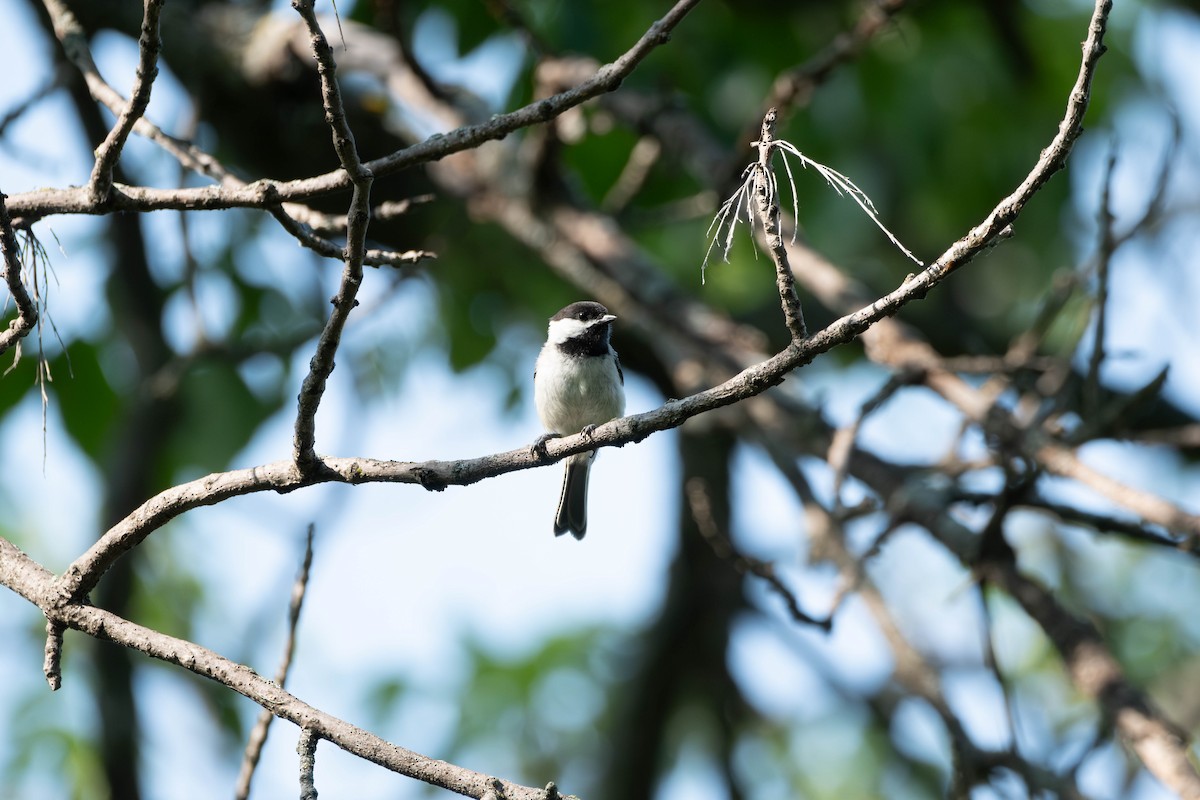 Black-capped Chickadee - ML621879558