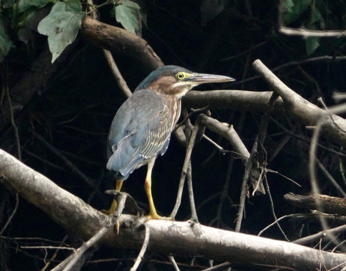 Green Heron - ML621879562