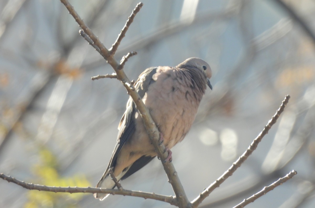 Eared Dove - ML621879566